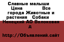 Славные малыши! › Цена ­ 10 000 - Все города Животные и растения » Собаки   . Ненецкий АО,Волоковая д.